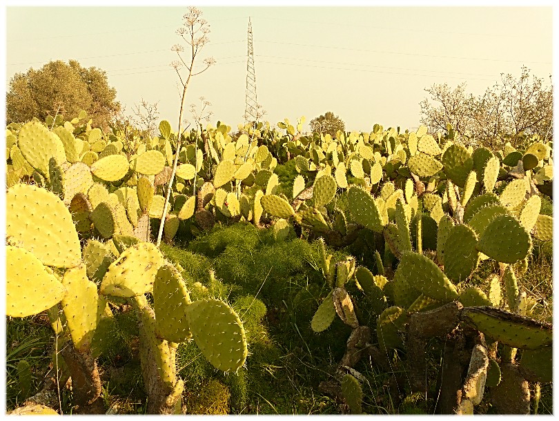 Tra le Opuntia ficus indica, quante sorprese...........